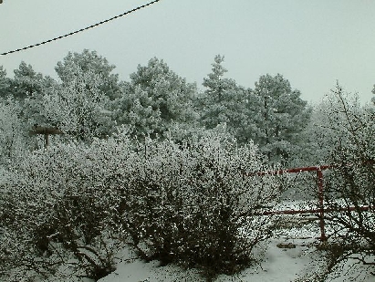 Schneebedeckt die Bäume am Szecheny hégy