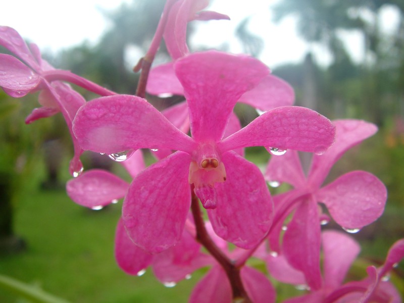 Rote Orchidee