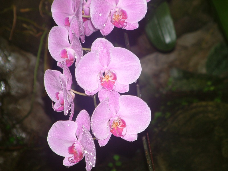 Orchideenblten