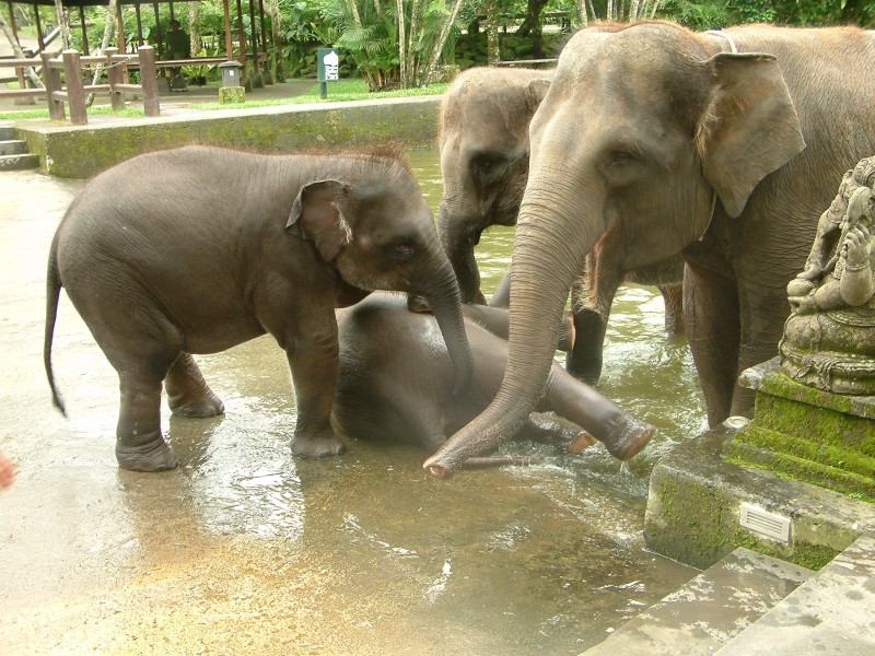 Das Elefantenbad